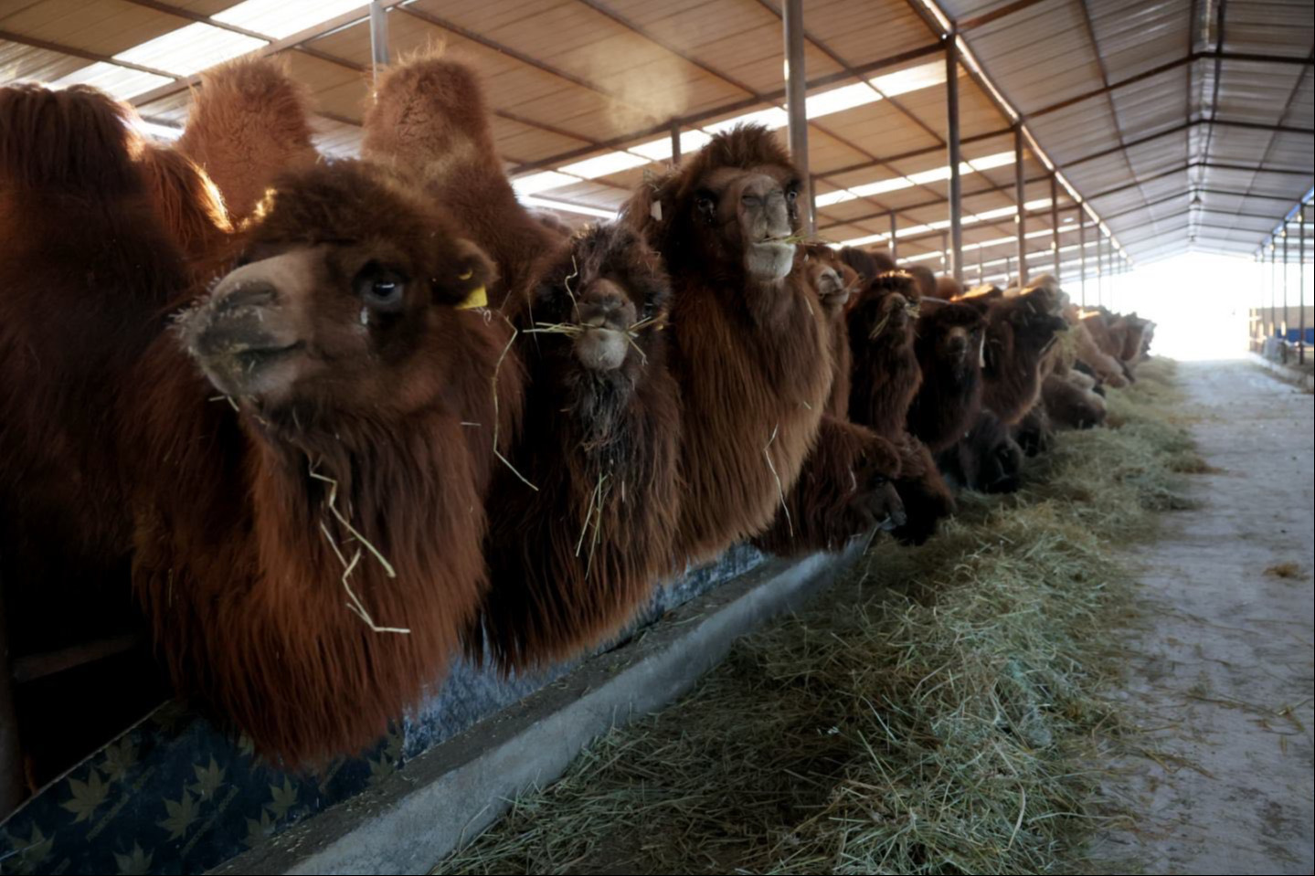 Монголын анхны ингэний ферм инкубатор хэлбэрээр үйл ажиллагаа явуулж байна
